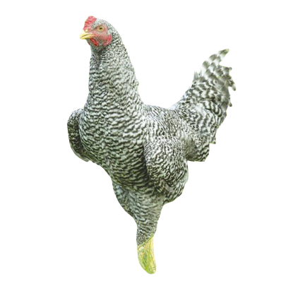 THE 青森シャモロック SHOP